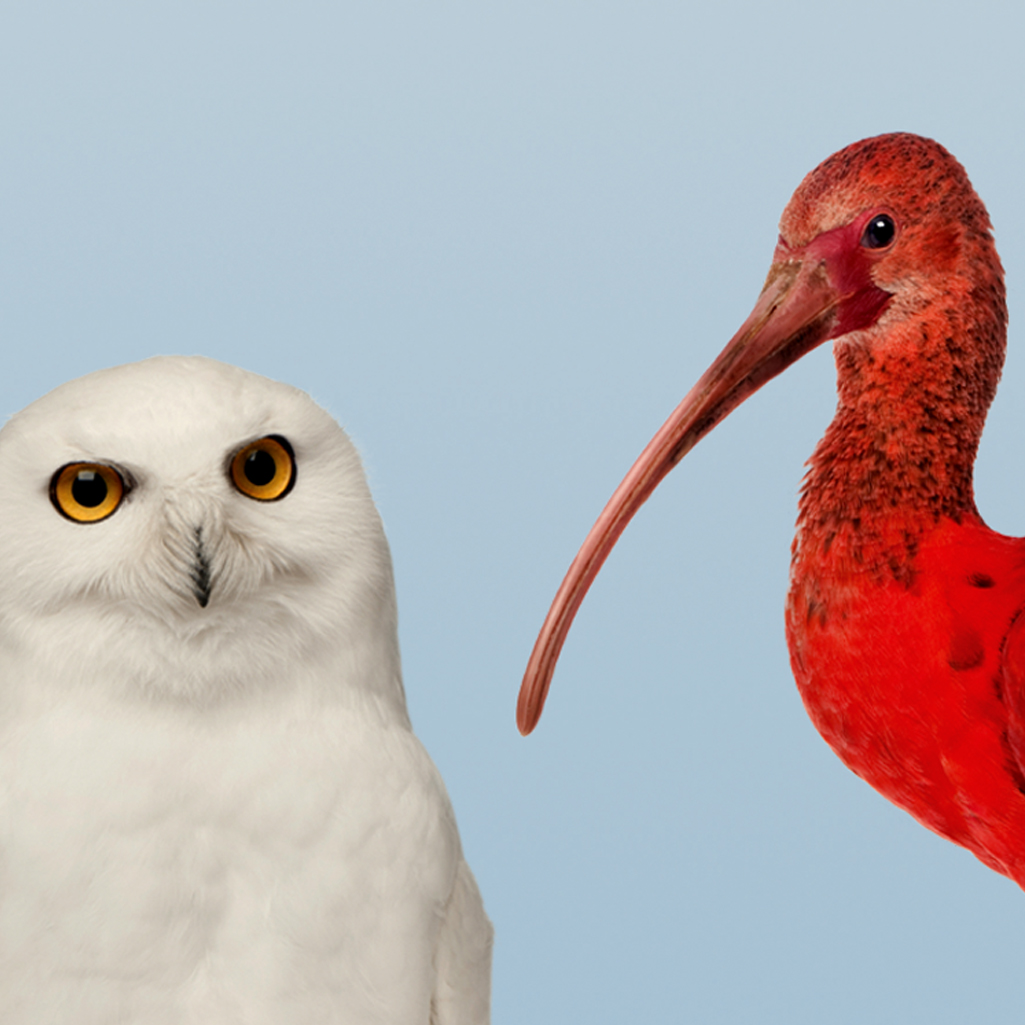 Franklin Templeton: snowy owl and scarlet ibis